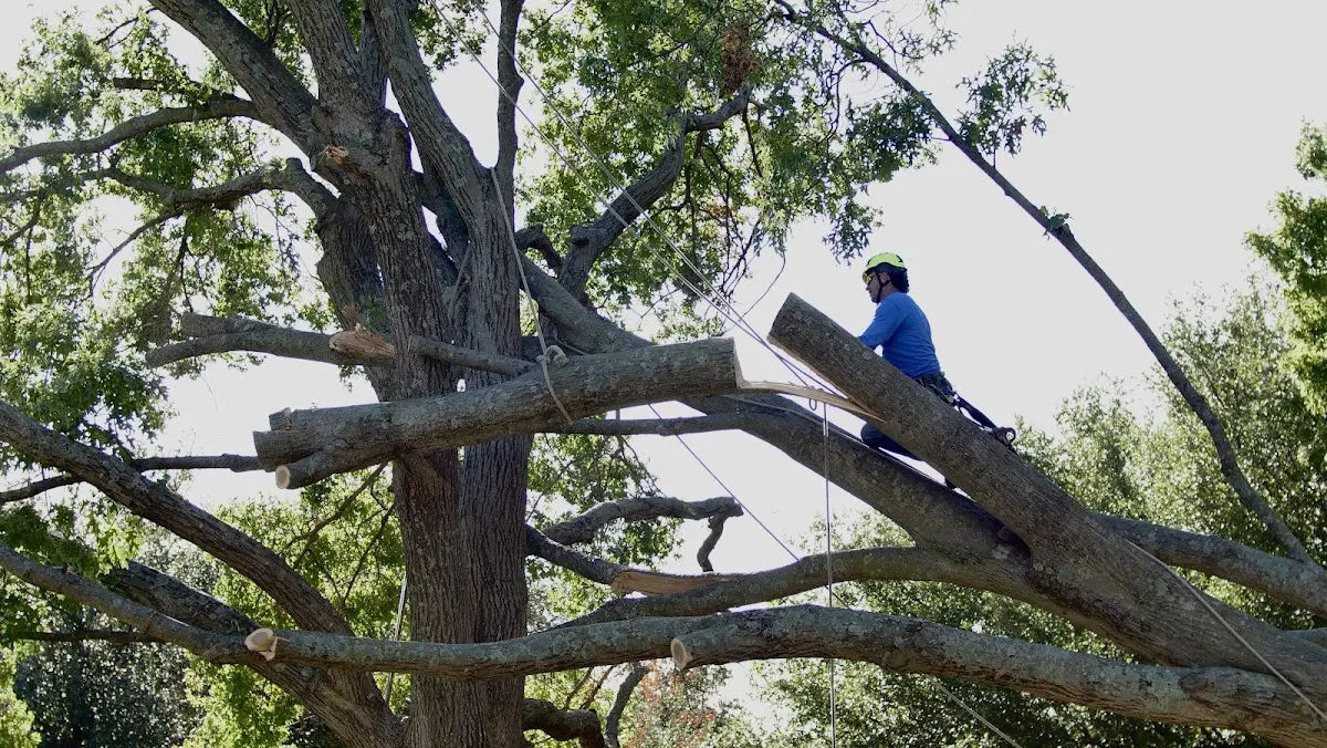 Professional Hazardous Tree Removal performed by certified arborists in Clearfield